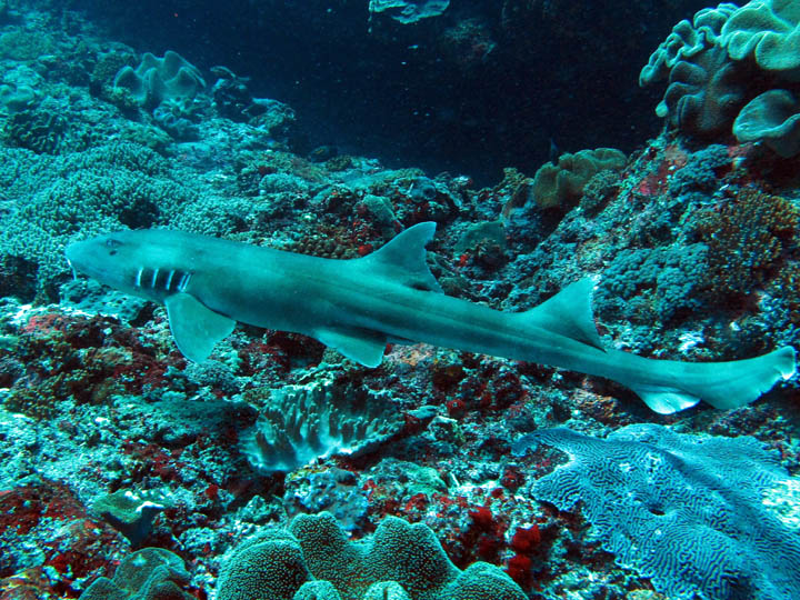 reef shark at Padang bay